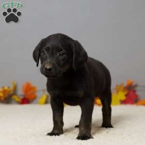 Teddy, Black Labrador Retriever Puppy